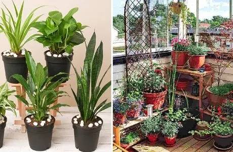 گیاهان آپارتمانی خنک کننده هوا؛ اینا مثل کولر عمل میکنن هم گرمارو میبلعن  هم خوشگلن