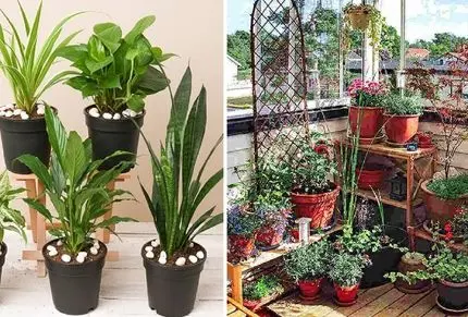 گیاهان آپارتمانی خنک کننده هوا؛ اینا مثل کولر عمل میکنن هم گرمارو میبلعن  هم خوشگلن