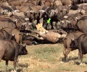 بدایع حیات وحش؛ یه شیر افتاده تو گله بوفالوها 100تاشون و شرحه کرد بلعید ترکید