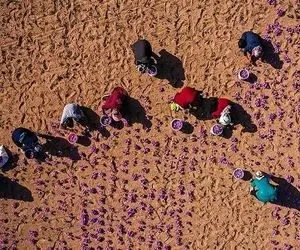  قیمت پایه صادراتی زعفران اصلاح می‌شود 