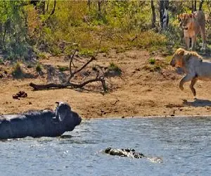 جذابیت حیات وحش؛ حمله دو طرفه مرگ به بوفالوی مفلوک