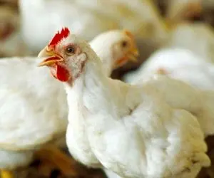 قیمت مرغ زنده امروز یکشنبه 12 بهمن 99