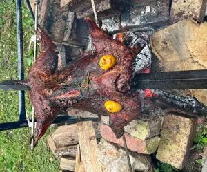 غذای محلی؛ شتر مرغ رو به سیخ میکشه پرت میکنه تو آتیش