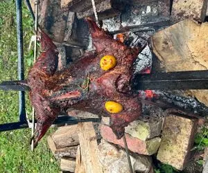 غذای محلی؛ شتر مرغ رو به سیخ میکشه پرت میکنه تو آتیش