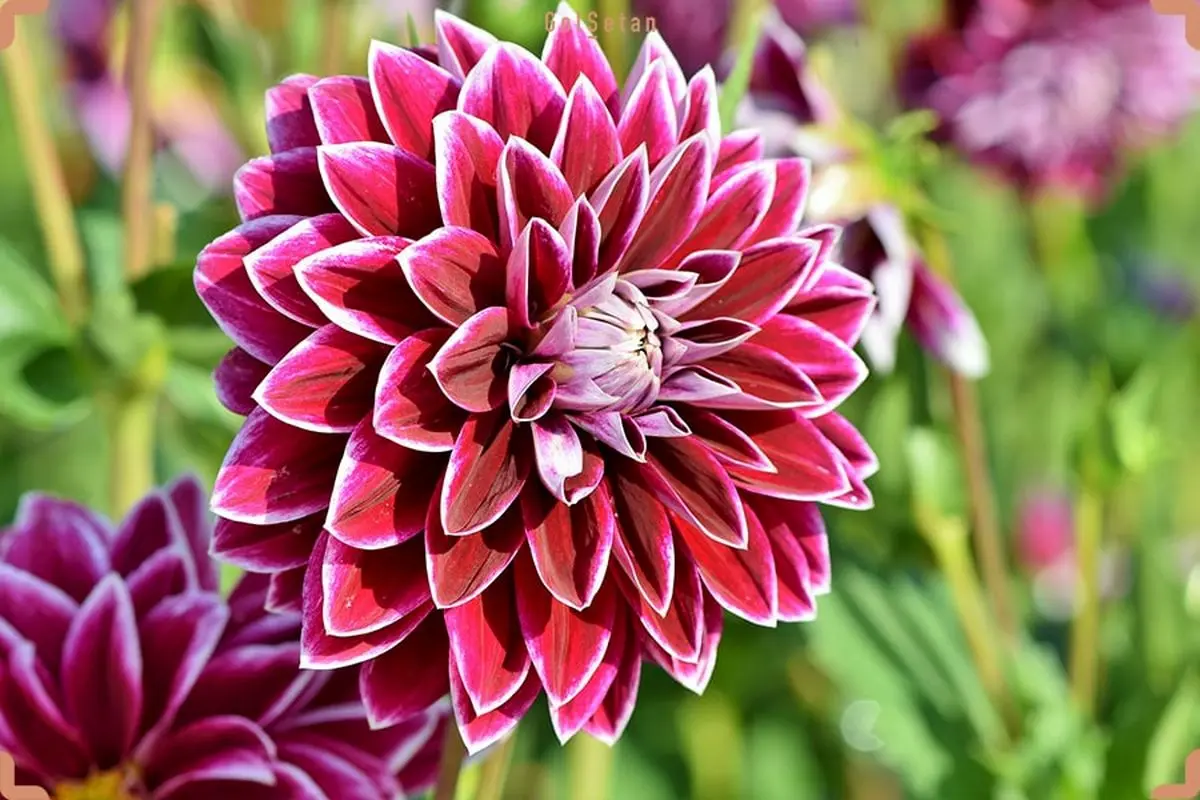 گیاهان مناسب باغچه