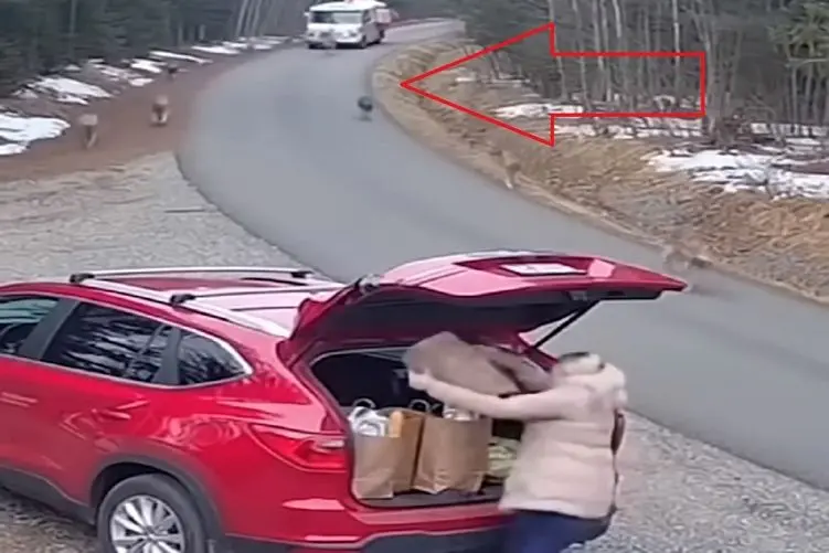 معماری طبیعت؛ گرگ ها پای خانومه رو غنیمت گرفتن