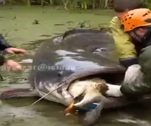 مستند کاوش؛ نجات گربه ماهی کم عقل که مرغ دریایی خورده نمیتونه قورت بده داره خفه میشه