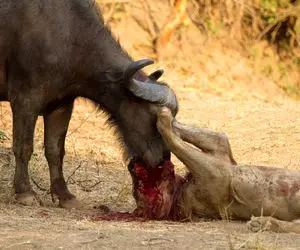 شاهکار حیات وحش؛ وقتی بوفالو برای نجات گله پوزه شیر را شرحه کرد به مسلخ رفت