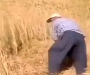 آواز محلی؛ پیرمرده داشت گندماشو درو میکرد که با شنیدن آهنگ ترکی کنترلو از دست دادو...