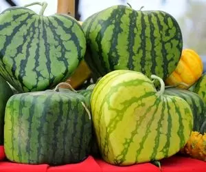 کشاورزی نوین؛ ترفند طلایی ژاپنی ها برای کاشت هندوانه مربعی و قلبی