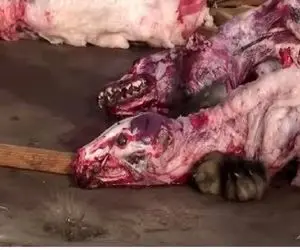 فرآوری راکون؛ انقد با چوب میزنن سر راکون خون فوران کنه آمادش میکنن واسه استیک