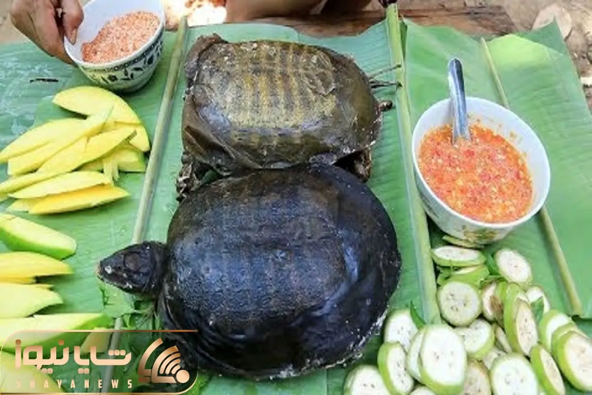 Cooking a live turtle