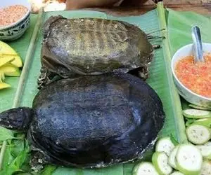 غذای اجق وجق ؛ تا حالا خورشت لاک پشت زنده با آلو خوردی؟ چرا این خارجیا اینجورین آخه