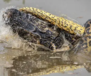 تاخت و تازهای خونین؛ مار غول پیکر خوش خط و خال کروکودیل رو تکان دهنده می خورد