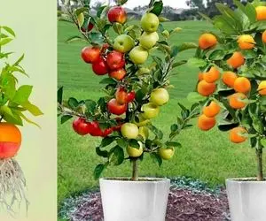 کشاورزی نوین؛ سیب و پرتقال رو با هم پیوند بزن چیزی که تحویلت میده نوبر