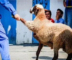 قیمت دام زنده امروز ۲۸ اردیبهشت ۱۴۰۵ + جدول