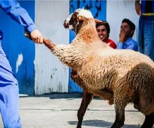قیمت دام زنده امروز ۲۸ اردیبهشت ۱۴۰۵ + جدول