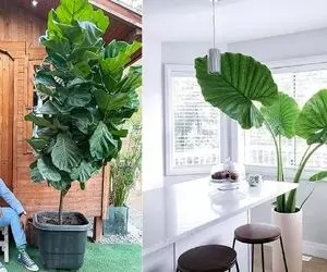 گل و گیاه پهن برگ خونه رو بزرگ نشون میده؛ اینجوری برگ گیاهاتو قد گوش فیل کن!