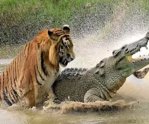 مسابقه حماسی حیات وحش / نبرد هیجان انگیز ببر با کروکودیل در رودخانه‌ گل آلود