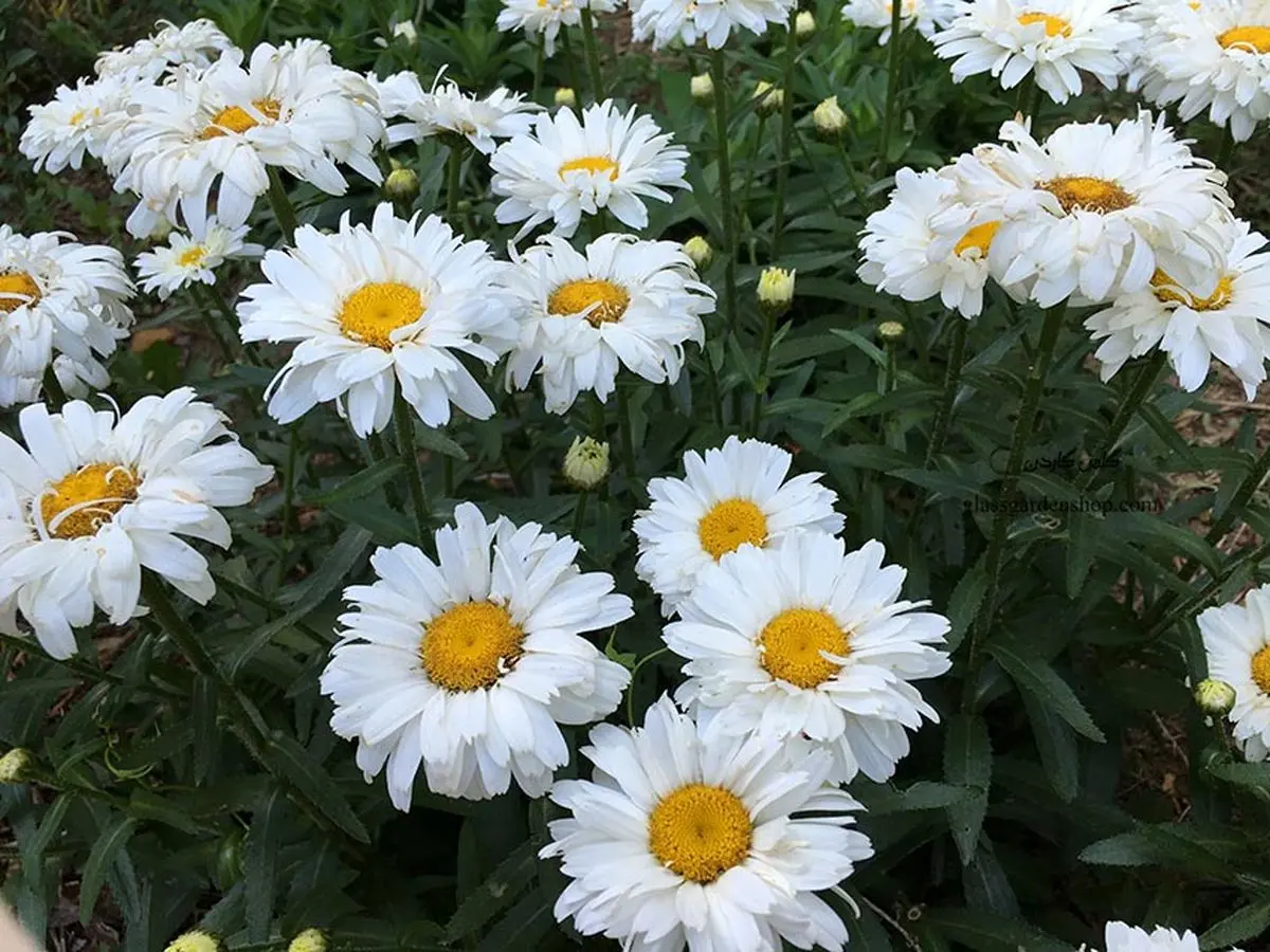 گیاهان مناسب سرمای زمستان