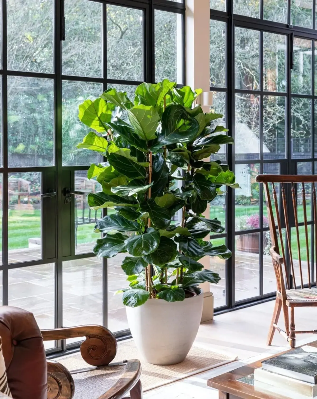 ficus-lyrata-4