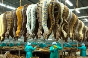 فرآوری مار؛ پیتون غول 100 نفری میبرن سلاخخونه پوستش از قفا میکنن واسه سودش
