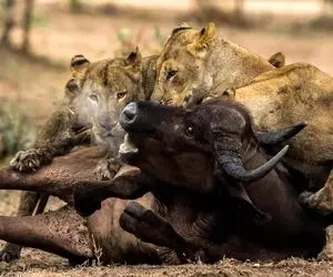 از جذابیت های حیات وحش؛ عاقبت دلخراش بوفالو تنها که افتاد به دام شیر های سفاک