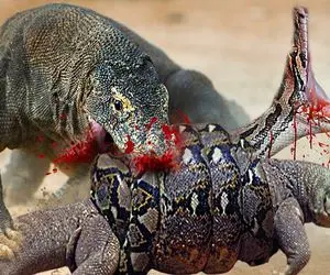 بدایع حیات وحش؛ کومودو سخیف ماری که دور بچه‌اش پیچید که بخوره رو جر داد بلعید