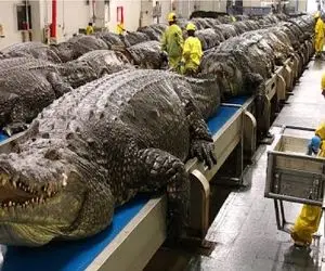 فرآوری حیوانات؛ جمع آوری و پرورش میلیون ها تمساح و مار برای پوست و گوشت لوکس