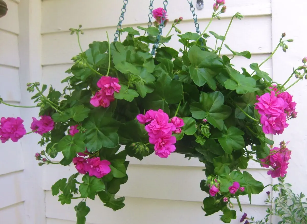 Geranium-Care-5