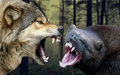 مستند حیات وحش/ دله گرسنه در مقابل گرگ خشمگین بهم رحمی به همدیگه نمی کنند