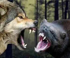 مستند حیات وحش/ دله گرسنه در مقابل گرگ خشمگین بهم رحمی به همدیگه نمی کنند