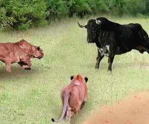 بدایع حیات وحش؛ شیر شریر به گله بوفالوها ددمنش حمله ور میشه اونام دخلشو میارن