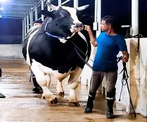 حیوانات غول جثه؛ بزرگ ترین گاو نر هلشتاین که هیچ گوساله ای نمی تونه کنارش آروم بگیره