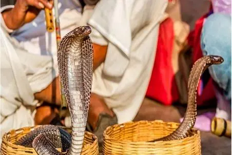 آواز شاد؛ اجرای رقص مار کبرای لرزنده در عروسی دهه شصتی