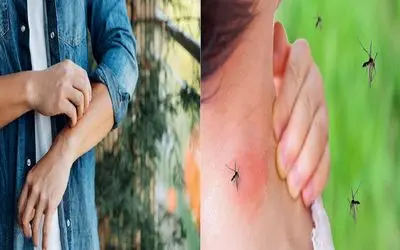 راهکارهای در امان ماندن از نیش پشه/ پشه‌ ها چرا سراغ بعضی‌ ها بیشتر می‌ روند؟