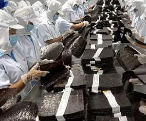 فرآوری جلبک؛ جلبک دریا هم خوردنیه هم برا مو خوبه حشراتشو جدا میکنن مث لواشک میخورن 