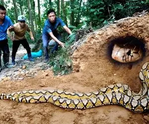 از جذابیت های حیات وحش؛ آقاهه و رفقای کله خرش پیتون غول رو کردن تو گونی