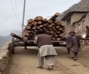 معماری طبیعت؛ الهی چه غریبانه مرد این مرد تنه درخت ها جنایت کارشدن