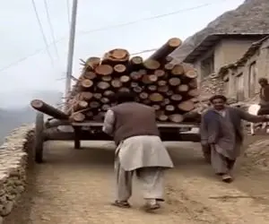 معماری طبیعت؛ الهی چه غریبانه مرد این مرد تنه درخت ها قاتلش شدن