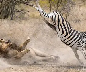 مستند حیات وحش؛ شیر رو مخ خر راه راه رفت از زورش مات و مبهوت شد