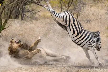 مستند حیات وحش؛ شیر رو مخ خر راه راه رفت از زورش مات و مبهوت شد