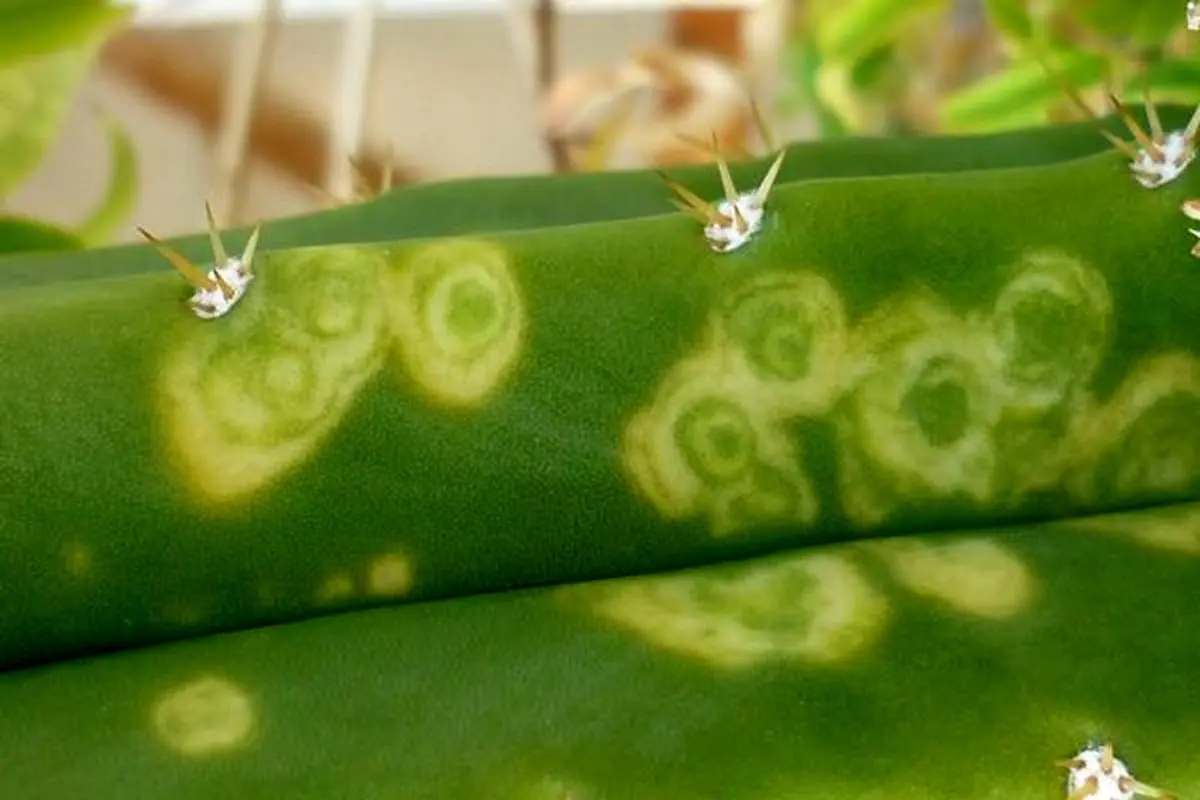 ویروس-موزاییک-کاکتوس