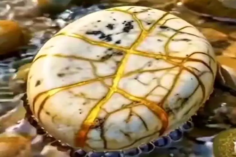 معماری طبیعت؛ سنگه بیرونش خوشگله ها ولی بعد از شکستن یه چیز دیگس نمیشه ازش چشم برداشت