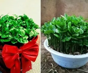 فصل فصله پرتقاله هسته اش رو بیرون نریز سبزه هفت سین بکار خفن / انقدر دلبره انگار گله