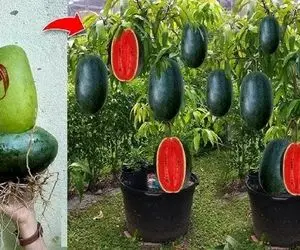 کشاورزی نوین؛ هندونه و انبه رو با تخم مرغ بهم چسبوندن درختش هم هندوانه داده هم انبه