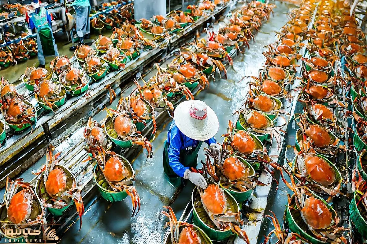 فرآوری خرچنگ؛ با فرچه خرچنگ رو برق میندازن مجلسی خوردش میکن و میفرستن برا سرآشپز