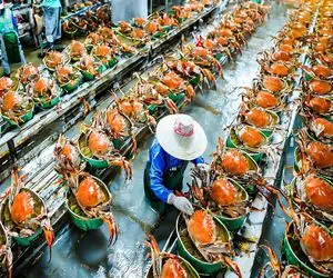 فرآوری خرچنگ؛ با فرچه خرچنگ رو برق میندازن مجلسی خوردش میکن و میفرستن برا سرآشپز