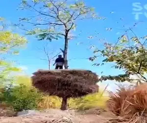 کشاورزی نوین؛ کاهو دیگه نمیارن تا روستا تو خونه ذخیره کنن همونجا سر زمین رو درخت چیدن