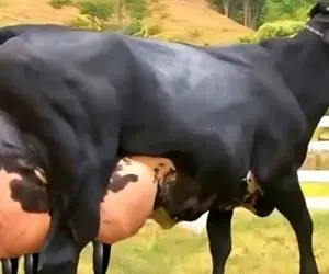 فرآوری گاو؛ گاو مش حسن که میگن اینه هر نوبت 130 کیلو شیر میده و ندوشن نمیتونه راه بره